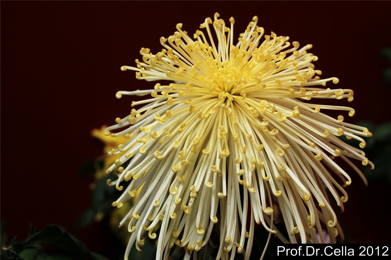 第五届中国菊花精品展暨杭州第三届菊花艺术节