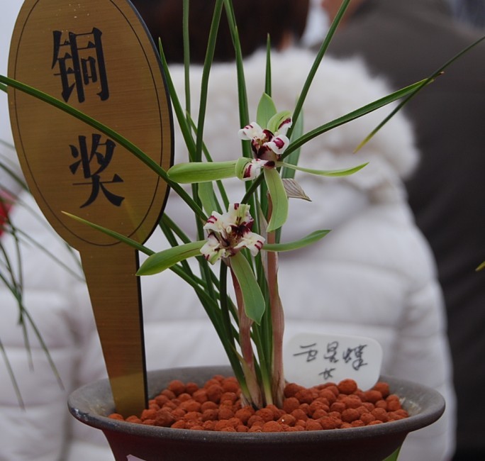 20年3月2日漓渚镇兰花展(绍兴县第十届兰文化节)