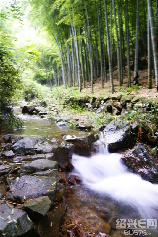 清凉一夏避暑活动.绍兴平水日铸岭