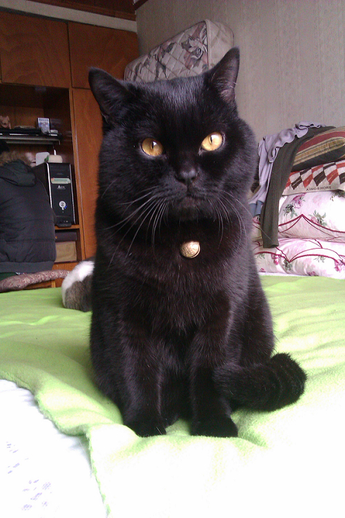 给我家英短黑猫找个媳妇咯~~~~~~标题一定要长