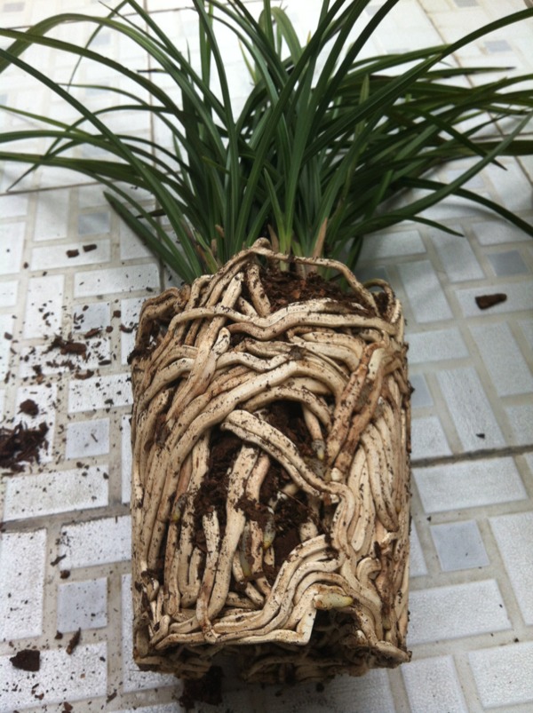 兰花根长成这样怎么办?
