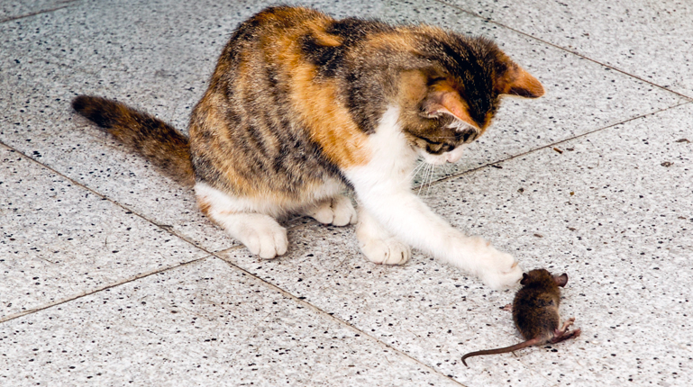 猫抓老鼠_猫抓老鼠 -_猫 狗 抓老鼠