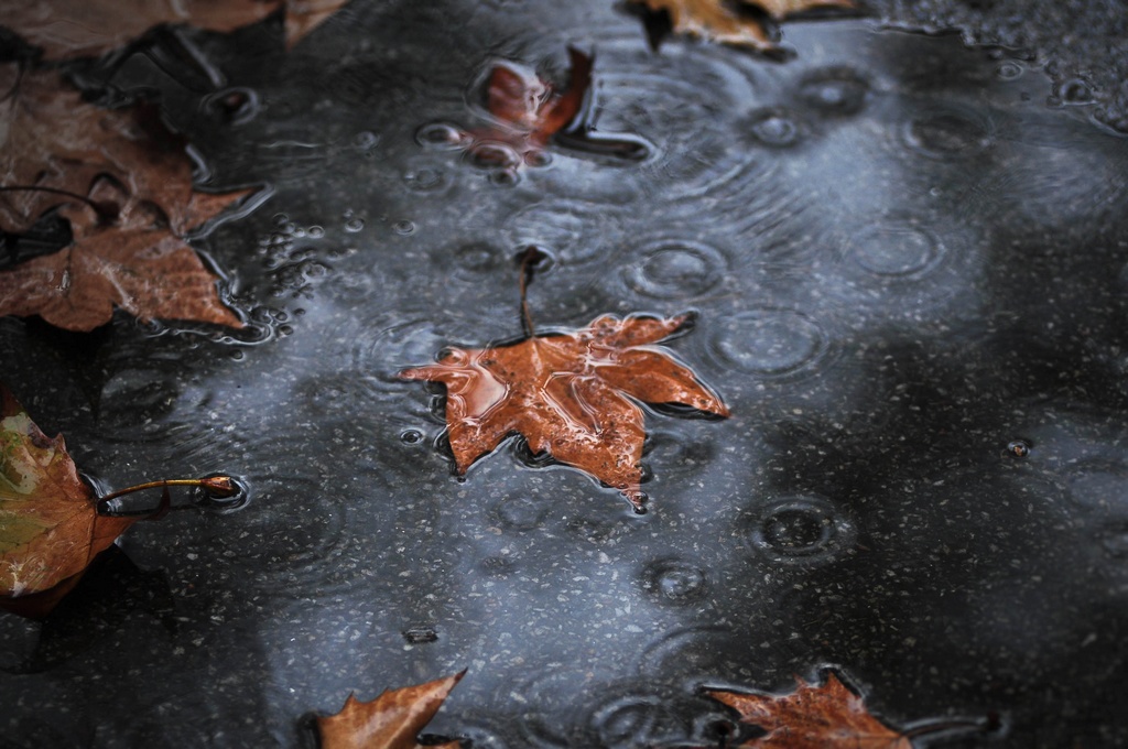 春风桃李花开日,秋雨梧桐叶落时——时光匆匆,又将要老