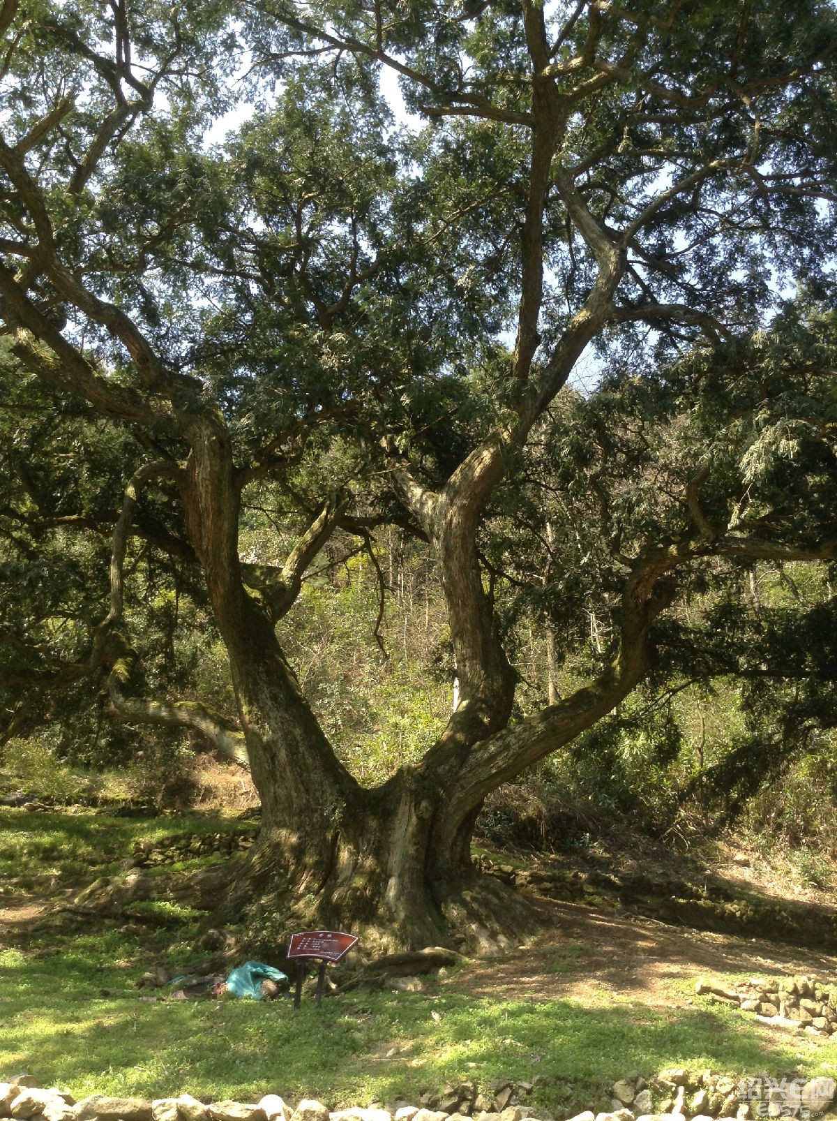 老家的树(绍兴市树)——香榧树