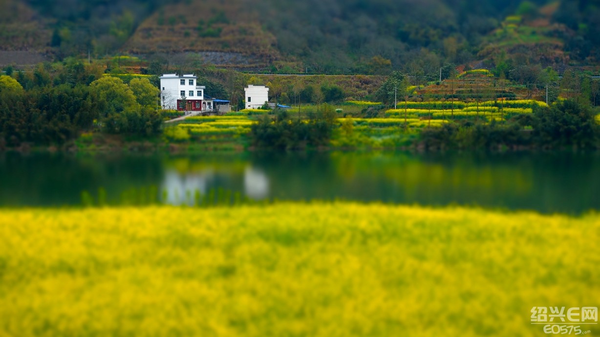 3月29日,满城尽是油菜花,徽州新安江山水画廊