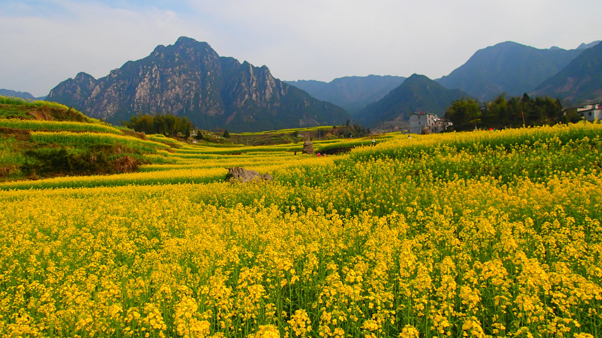 探访安徽家朋油菜花