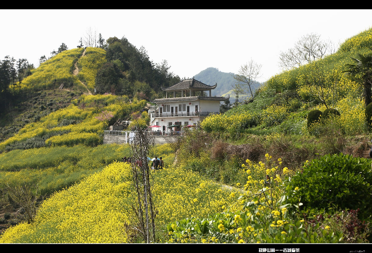 也许朋友住的是这样的房子,包容的油菜花地中,极目远望,这里算不算的