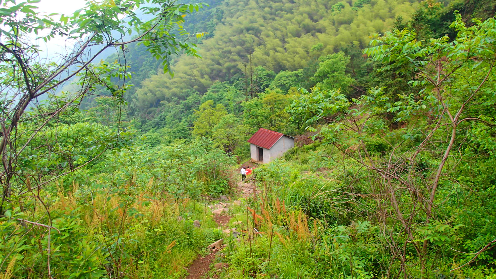 经过一片竹林,当来到半山腰时,这里有个小屋,大家在此