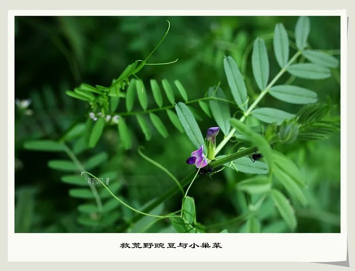 识花认草篇—野豌豆与小巢菜