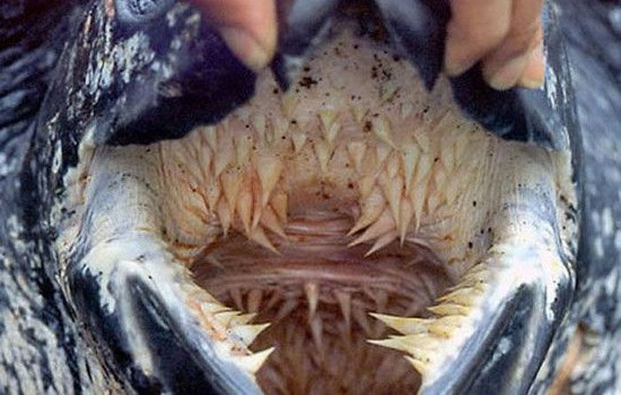 哦,那不必客气啊 这是海龟的嘴,看似外表温顺的动物,里面的牙齿却是很