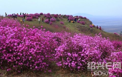 磐安高二:900多米高山的杜鹃花