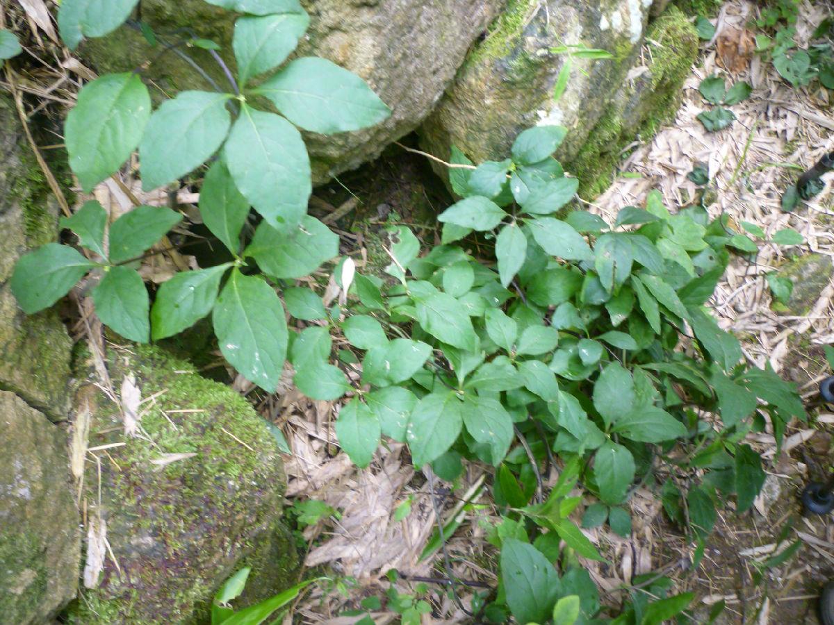 7.9乐山石峡里-白岩头-龙头岗-梓坞山环线