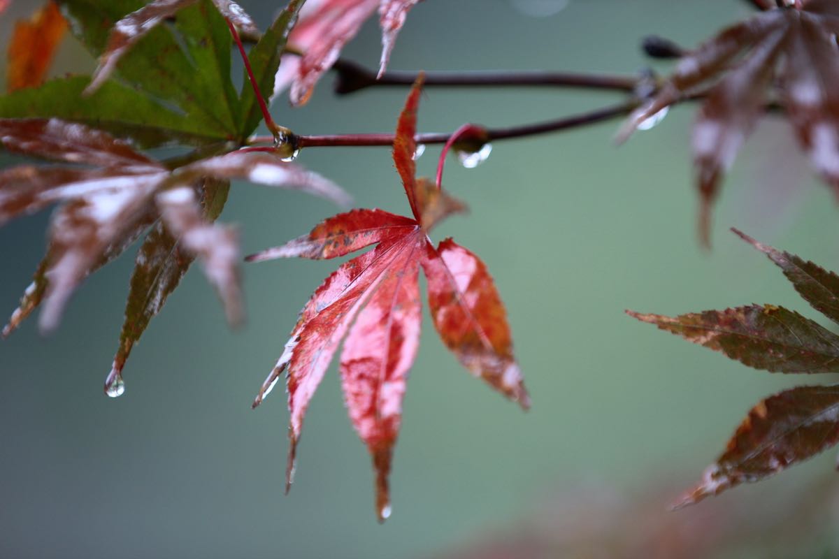 2018.11.5雨天的枫叶