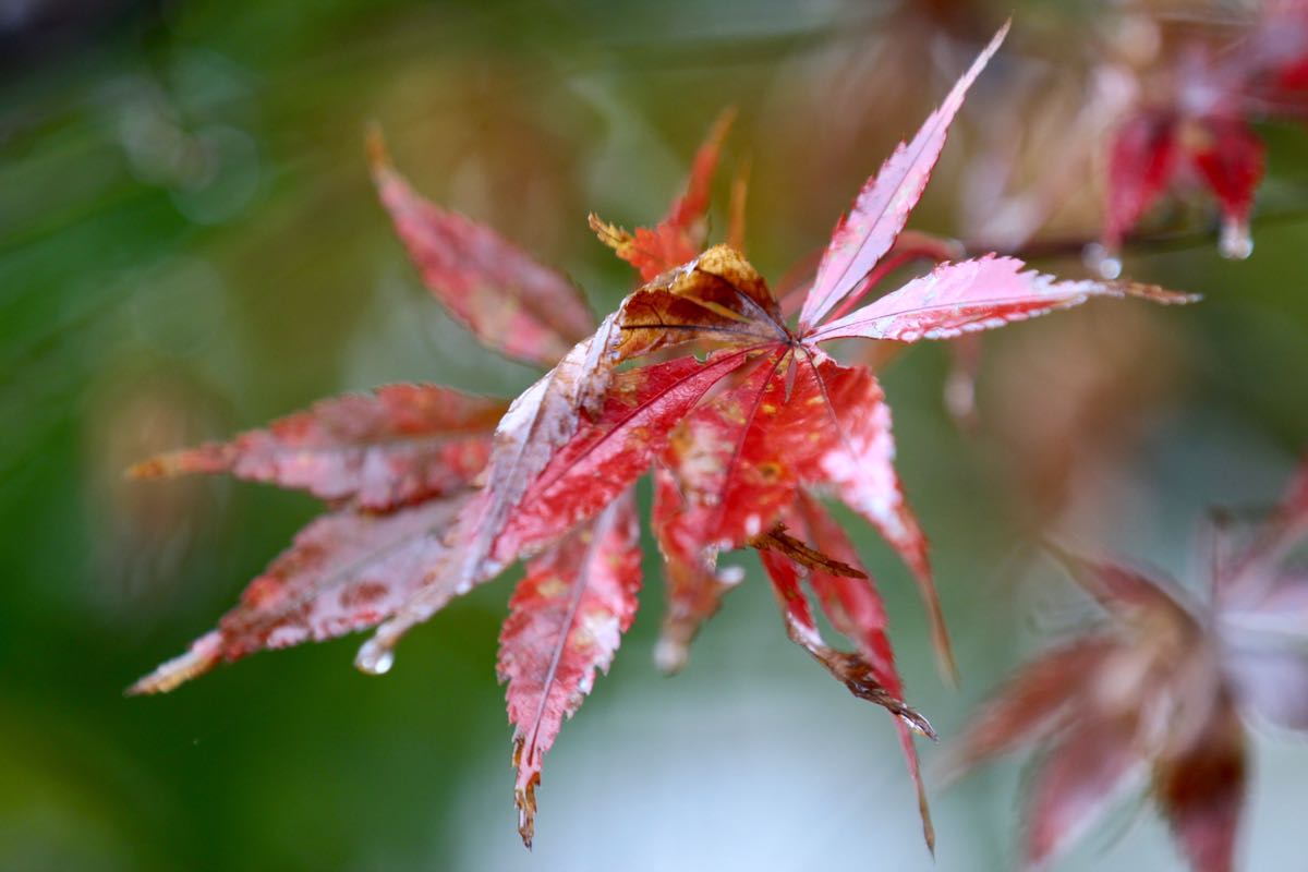 2018.11.22雨后的景色