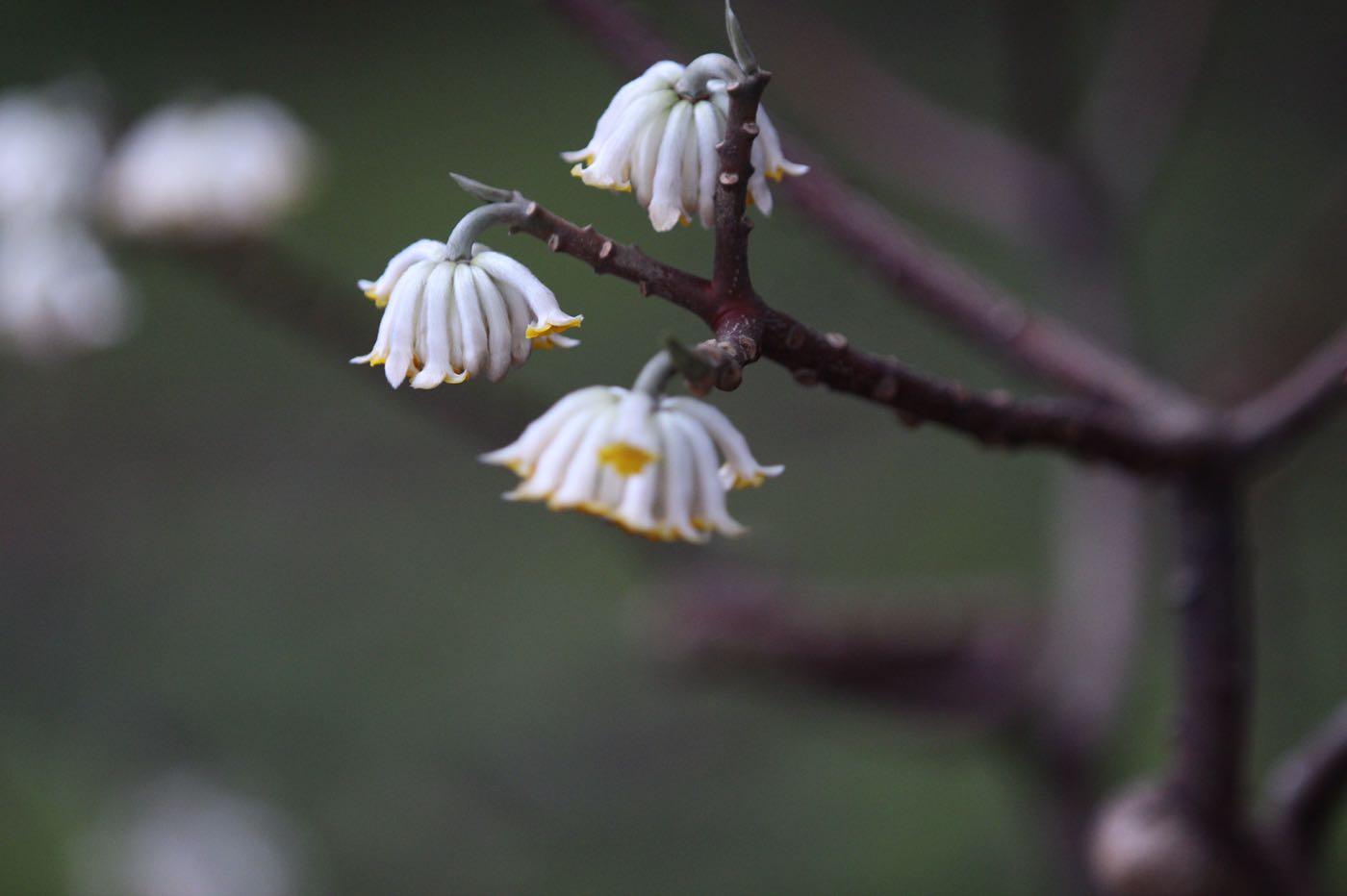 2.27结香花美|摄影交流(手机/单反) - 绍兴e网