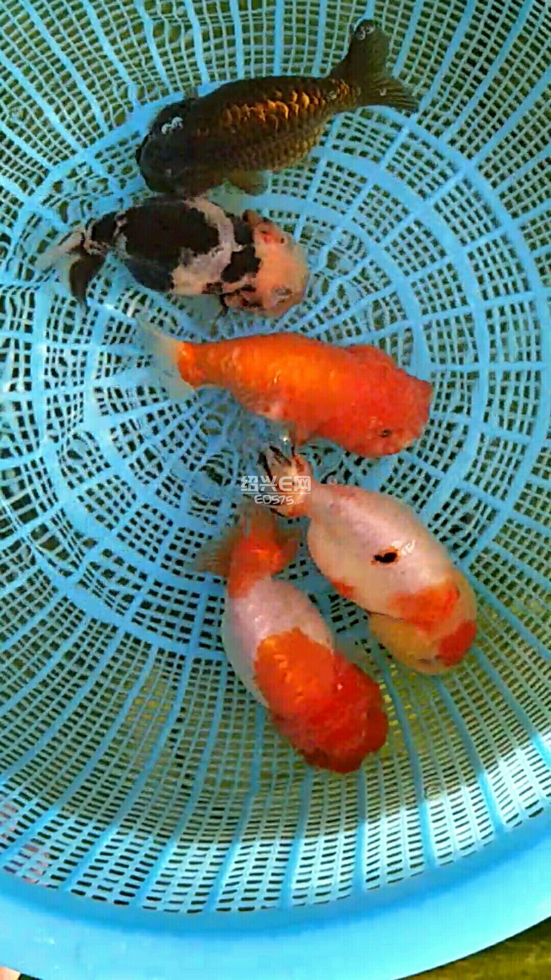 兰寿金鱼
