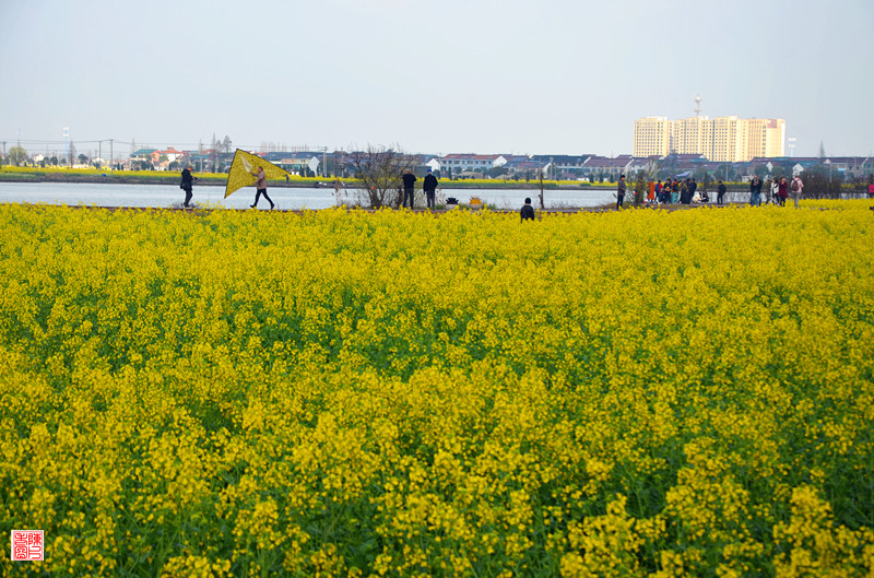 3.23越城区陶堰镇首届文化旅游节暨湿地油菜花节