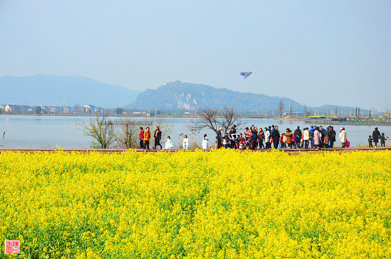 3.23越城区陶堰镇首届文化旅游节暨湿地油菜花节