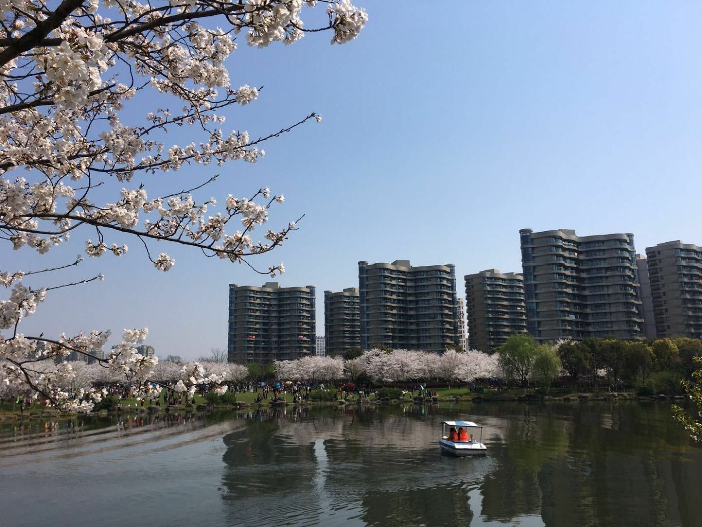 家门口的风景-瓜渚湖樱花