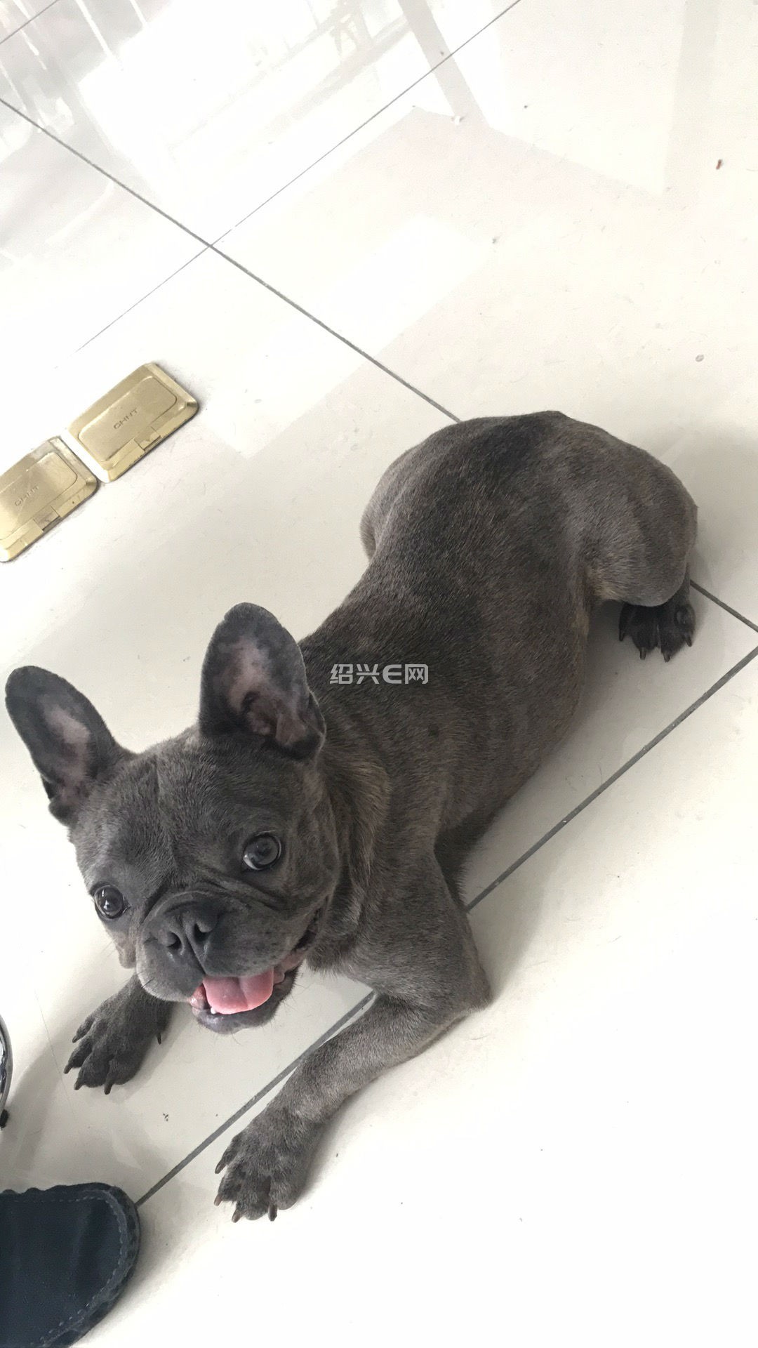 求蓝法斗公配种,有证书最好,条件自己说
