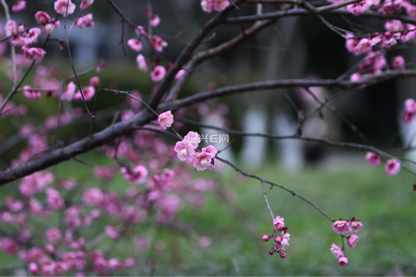 红梅花 