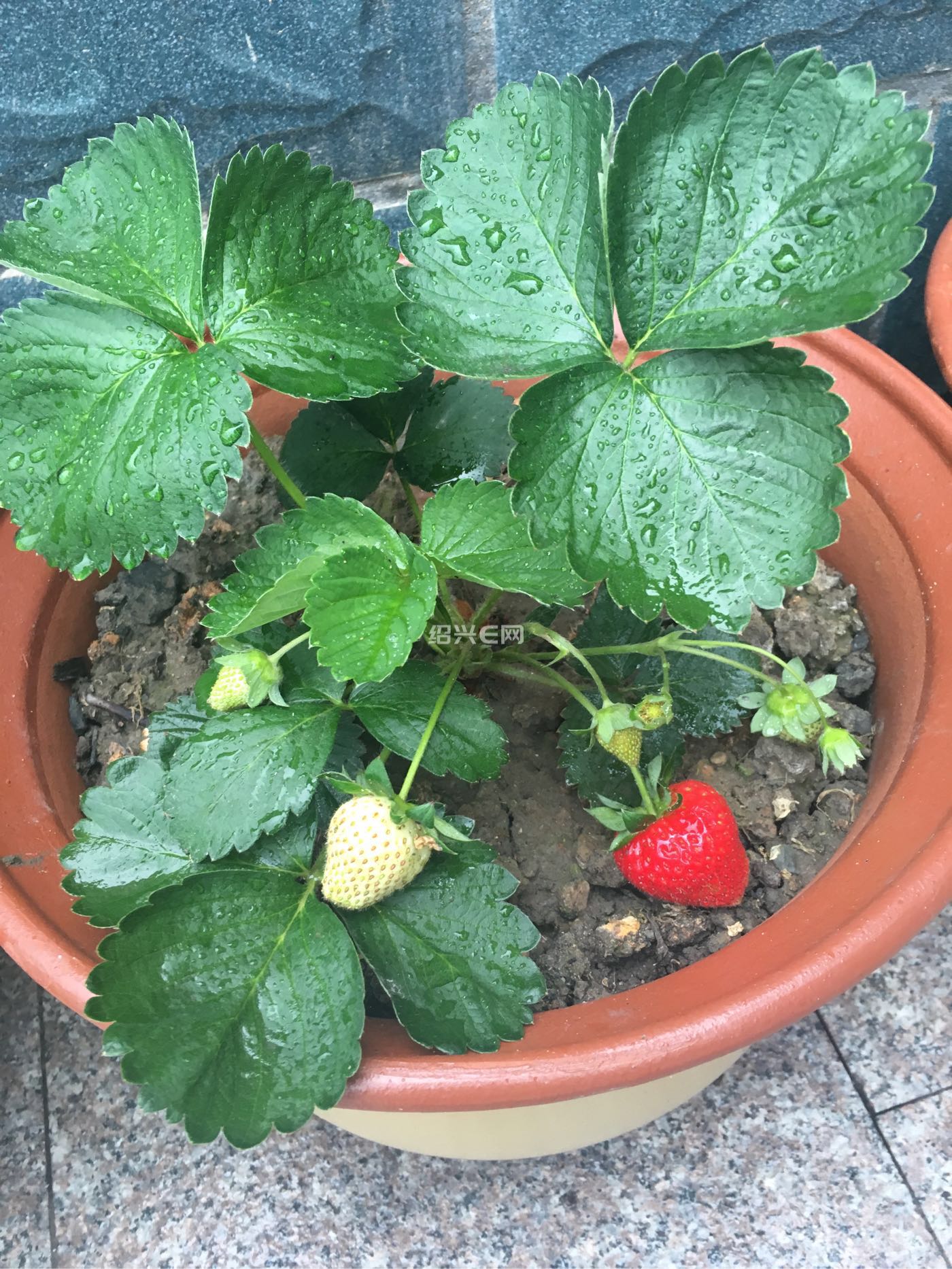 卖草莓苗