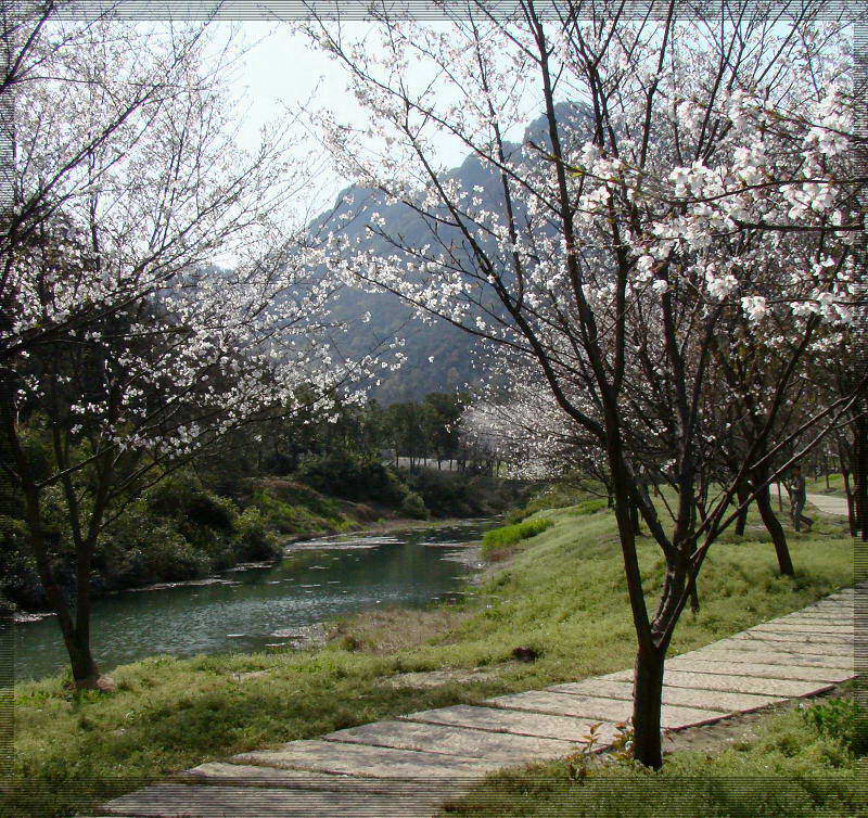 宛委山樱花林