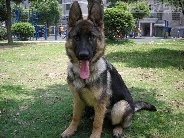 我的狼灰德牧沙维尔之子