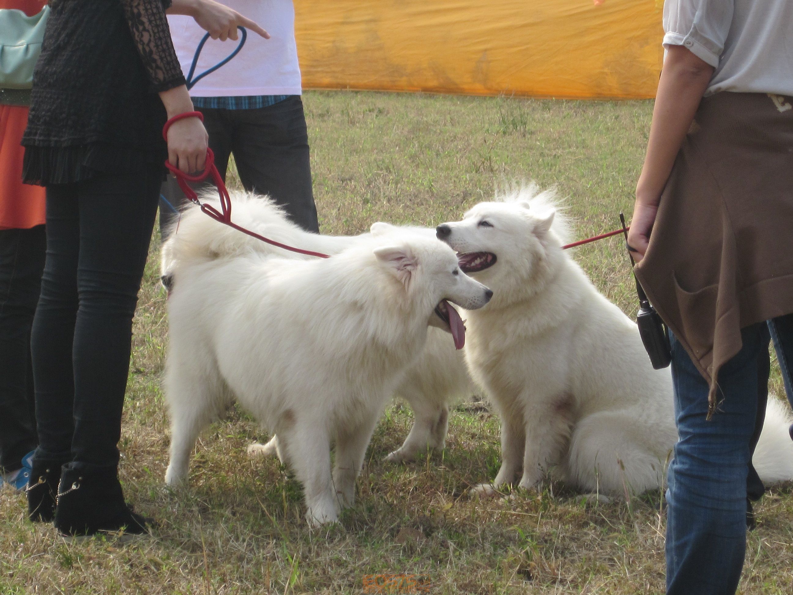 秋季富盛宠物赛一睹为快|狗狗猫猫[交易交流] - 绍兴e网论坛 - 绍兴