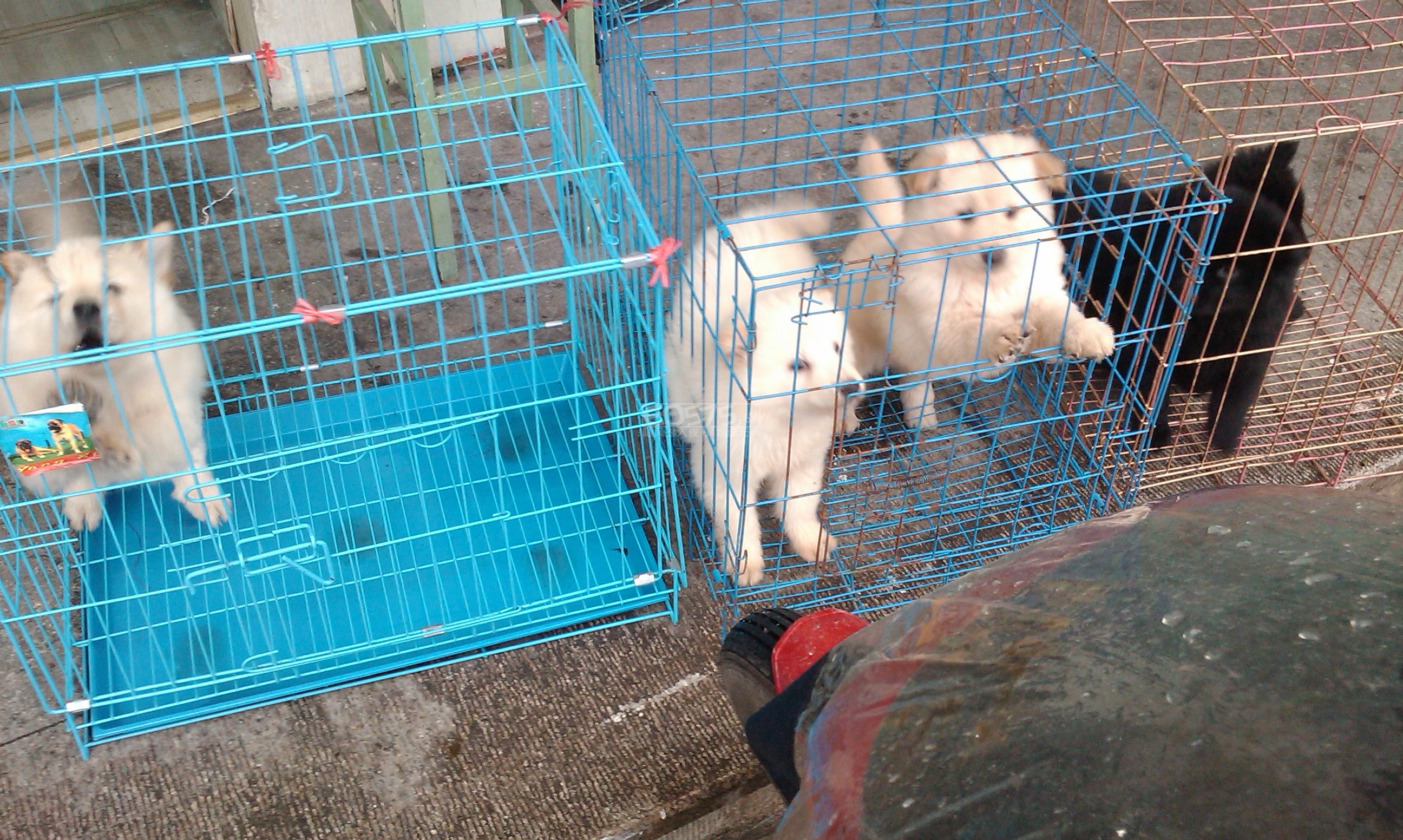 出售土松狮幼犬五条