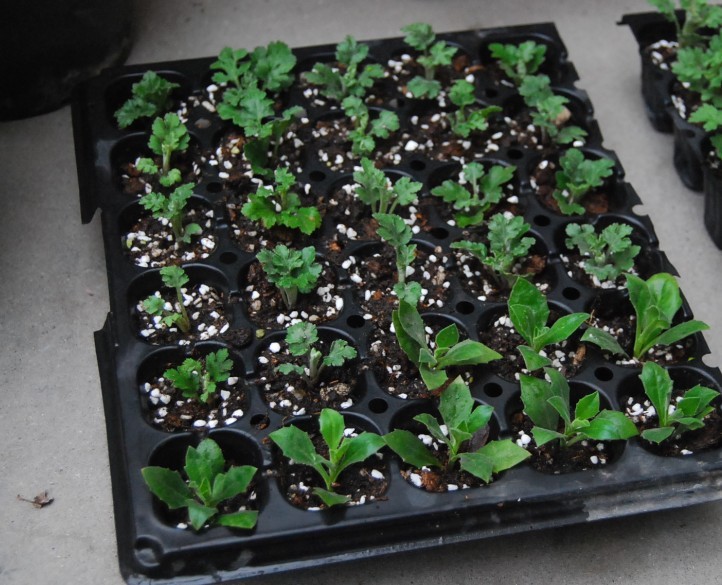 播种,扦插应该着手准备起来了    扦插了部分夏菊和蓝目菊