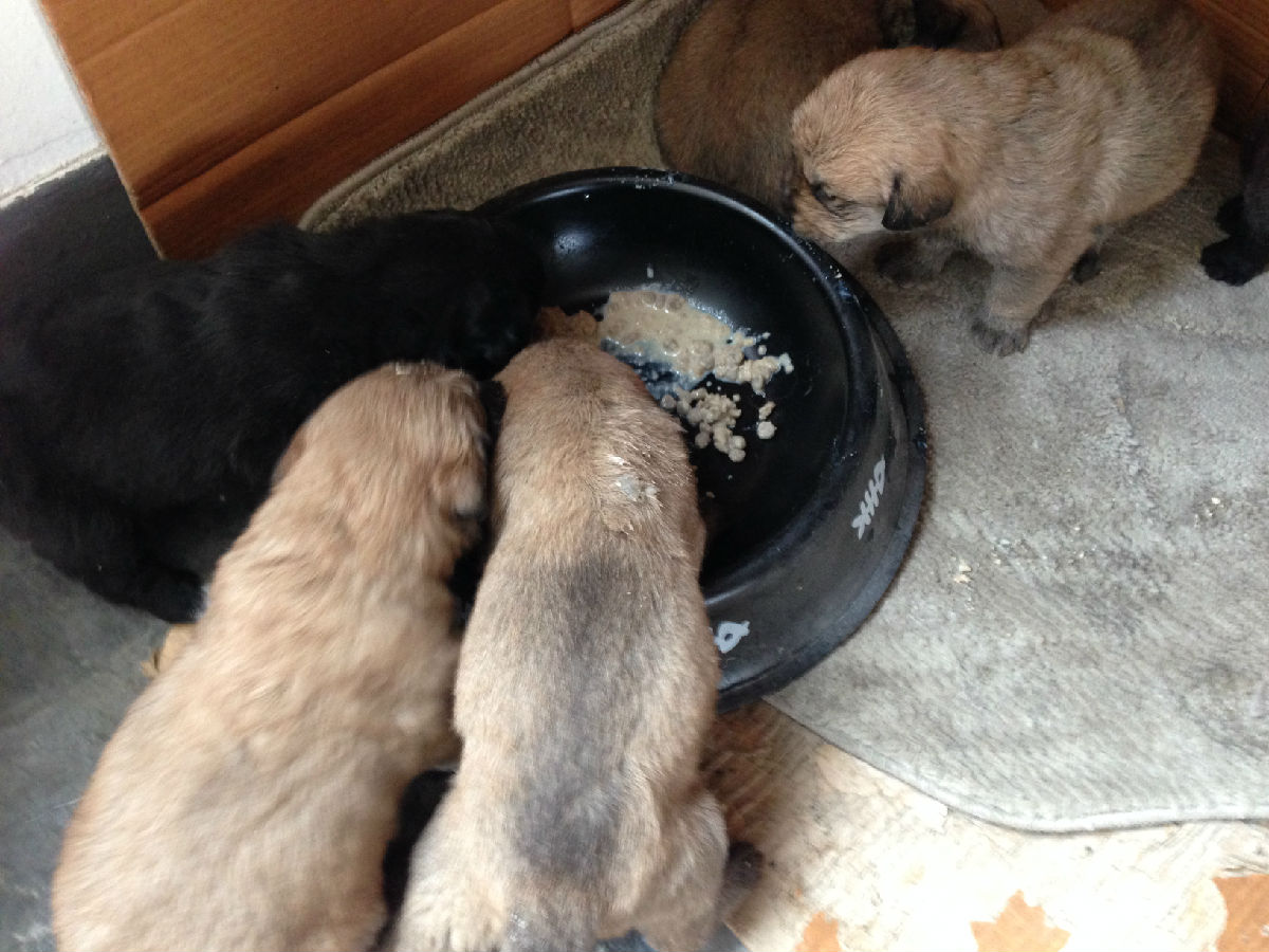 串串24天抢着吃食了,太可爱了.|狗狗街[交易交流] - 绍兴e网论坛 - 绍