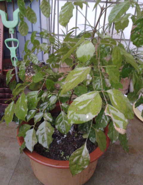 招财树叶子干枯无力,求助