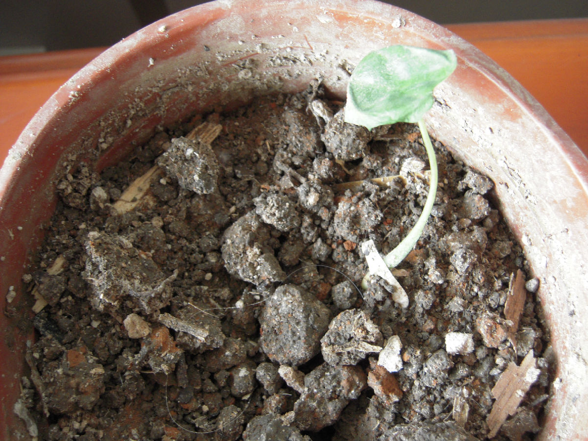 白掌幼苗 从老板那里分过来的,大的已经被我腰斩了