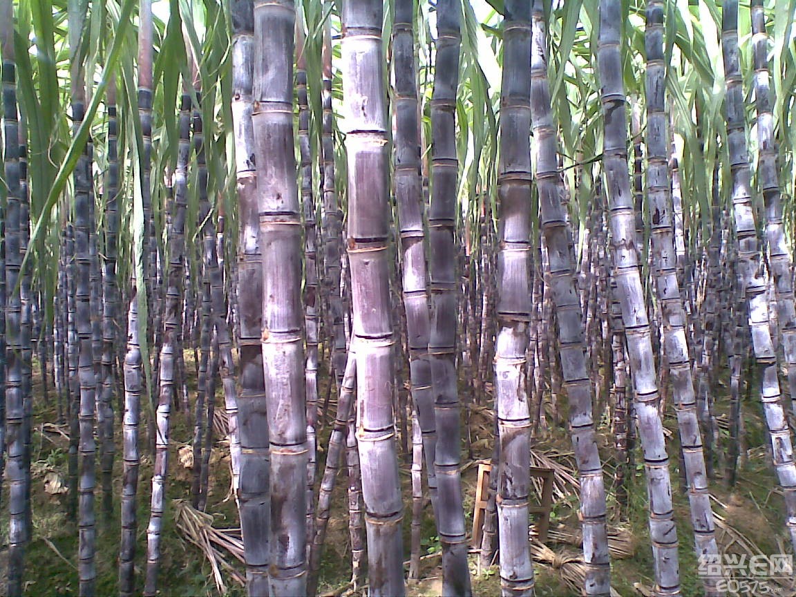 4月以后的甘蔗,几乎都是存货.别再吃啦!