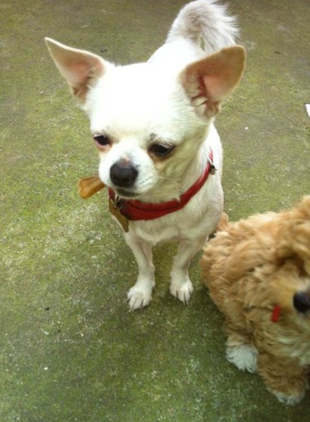 看看吉娃娃和泰迪串生出的娃是这样的|狗狗猫猫 - 绍兴e网论坛 - 绍兴