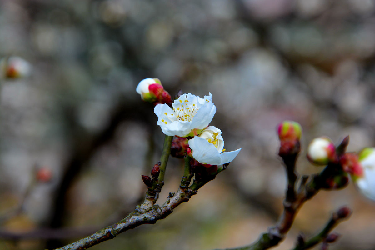 王坛(香雪梅海)赏梅花