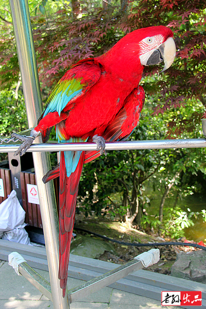 绍兴市百鸟乐园风光之乐