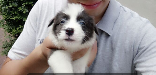 最后一条蓝灰色小公边牧35天了,初浴照|狗狗猫猫[交易交流] - 绍兴e网