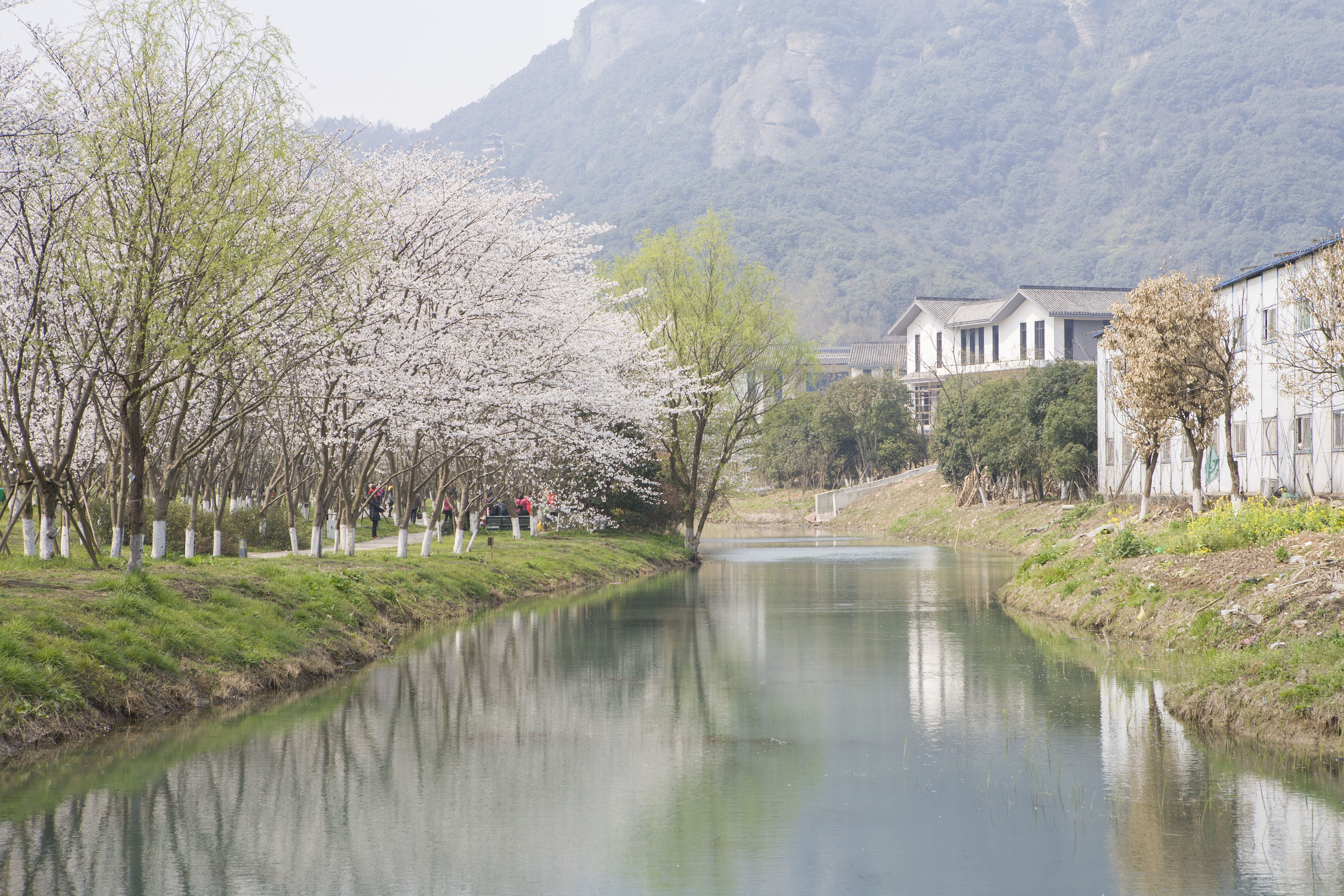 委婉山下樱花开|图说绍兴 绍兴e网论坛 绍兴地方门户网站 绍兴