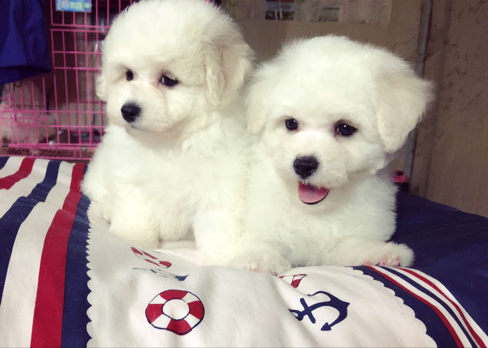 飞鱼犬舍11月底比熊宝宝出售中