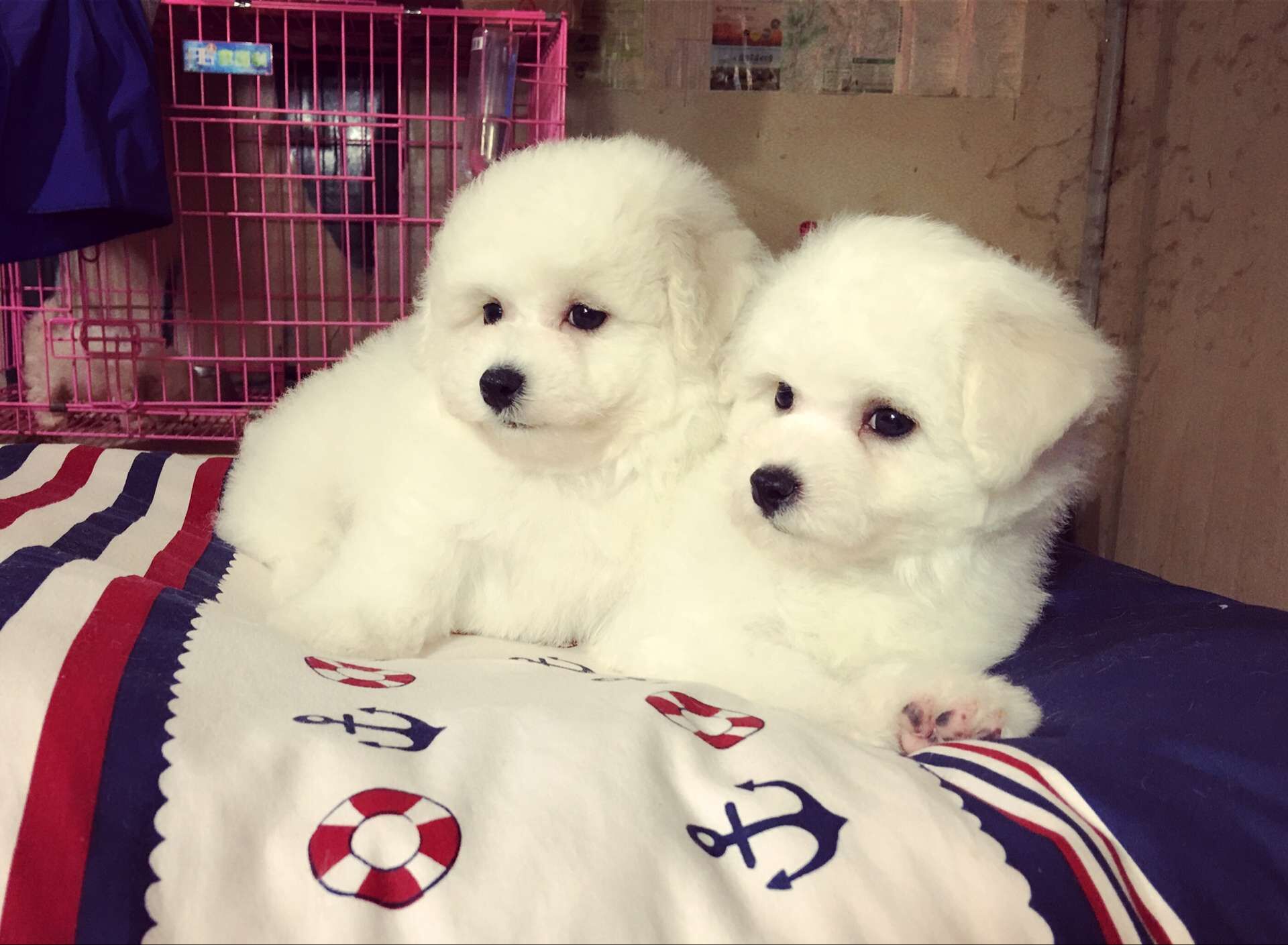 飞鱼犬舍11月底比熊宝宝出售中