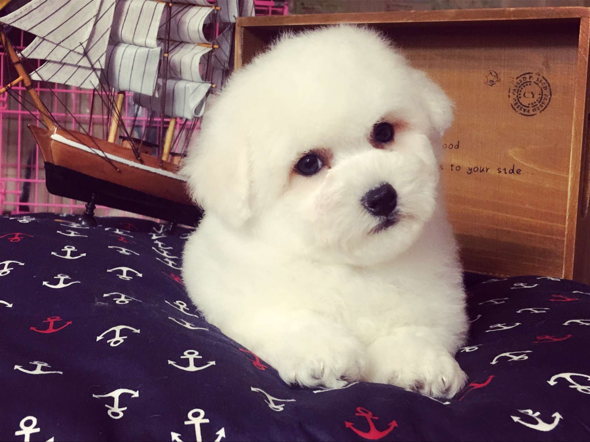 飞鱼犬舍11月底比熊宝宝出售中|狗狗猫猫 - 绍兴e网论坛 - 绍兴地方