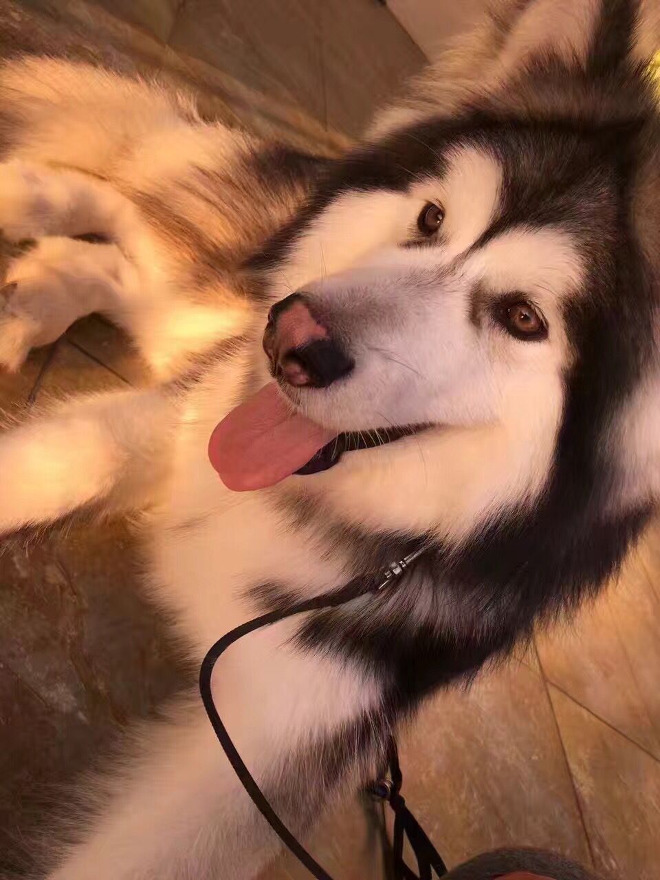 9号走丢阿拉斯加狗,有捡到者现金酬谢