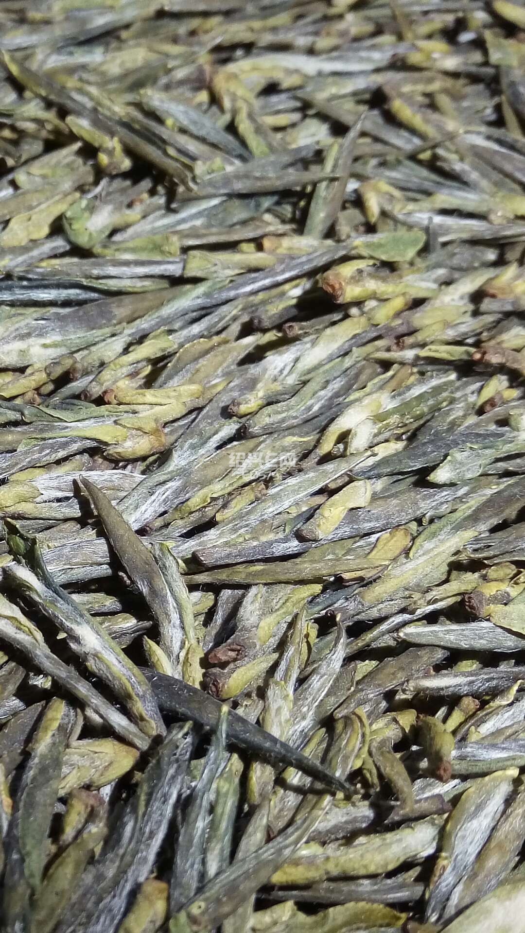 出售诸暨斯宅高山茶