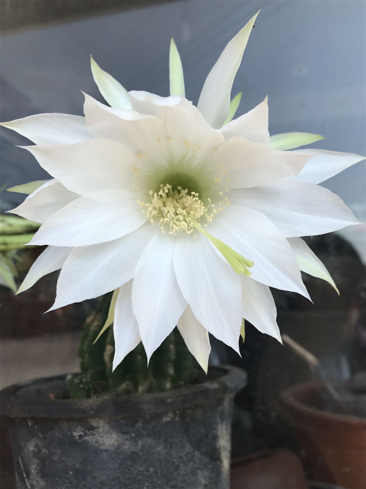 天使白|花鸟鱼虫 - 绍兴e网论坛 - 绍兴地方门户网站 - 绍兴人气社区