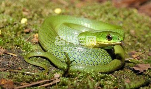 蛇出没,当心!市民家中接连闯进两条蛇都有一米长