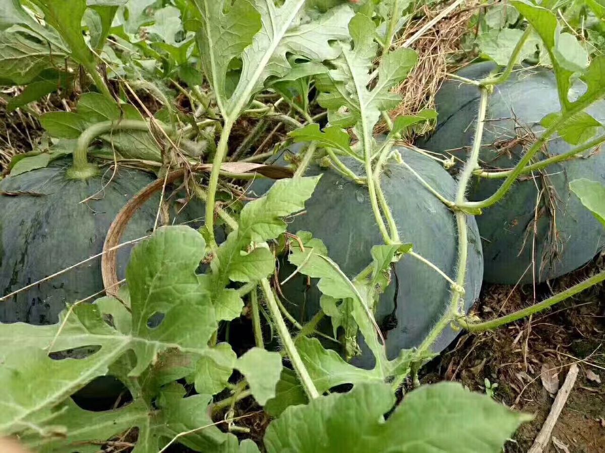 正宗新昌回山西瓜,寻找合作水果商