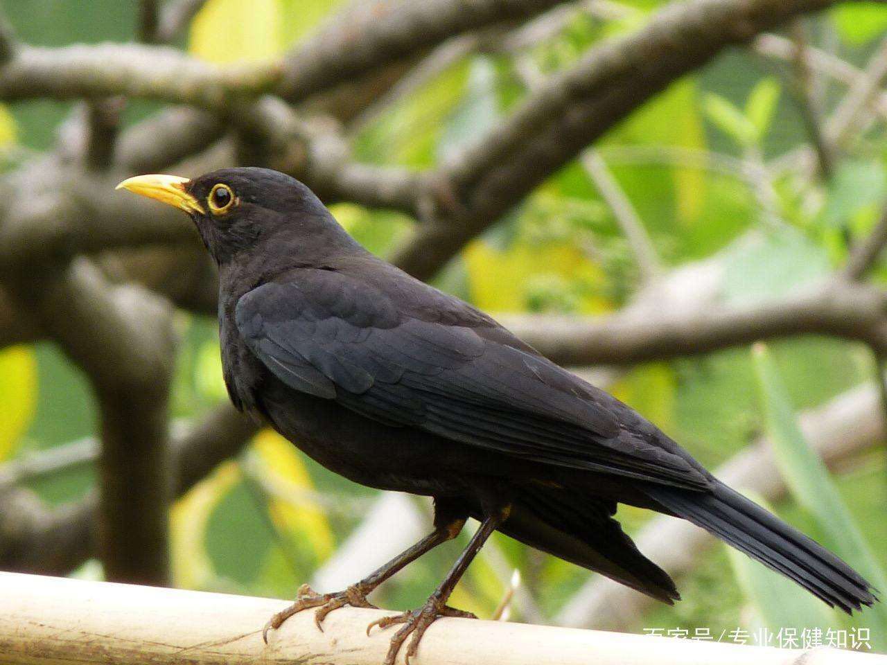 黑鸟常见图片