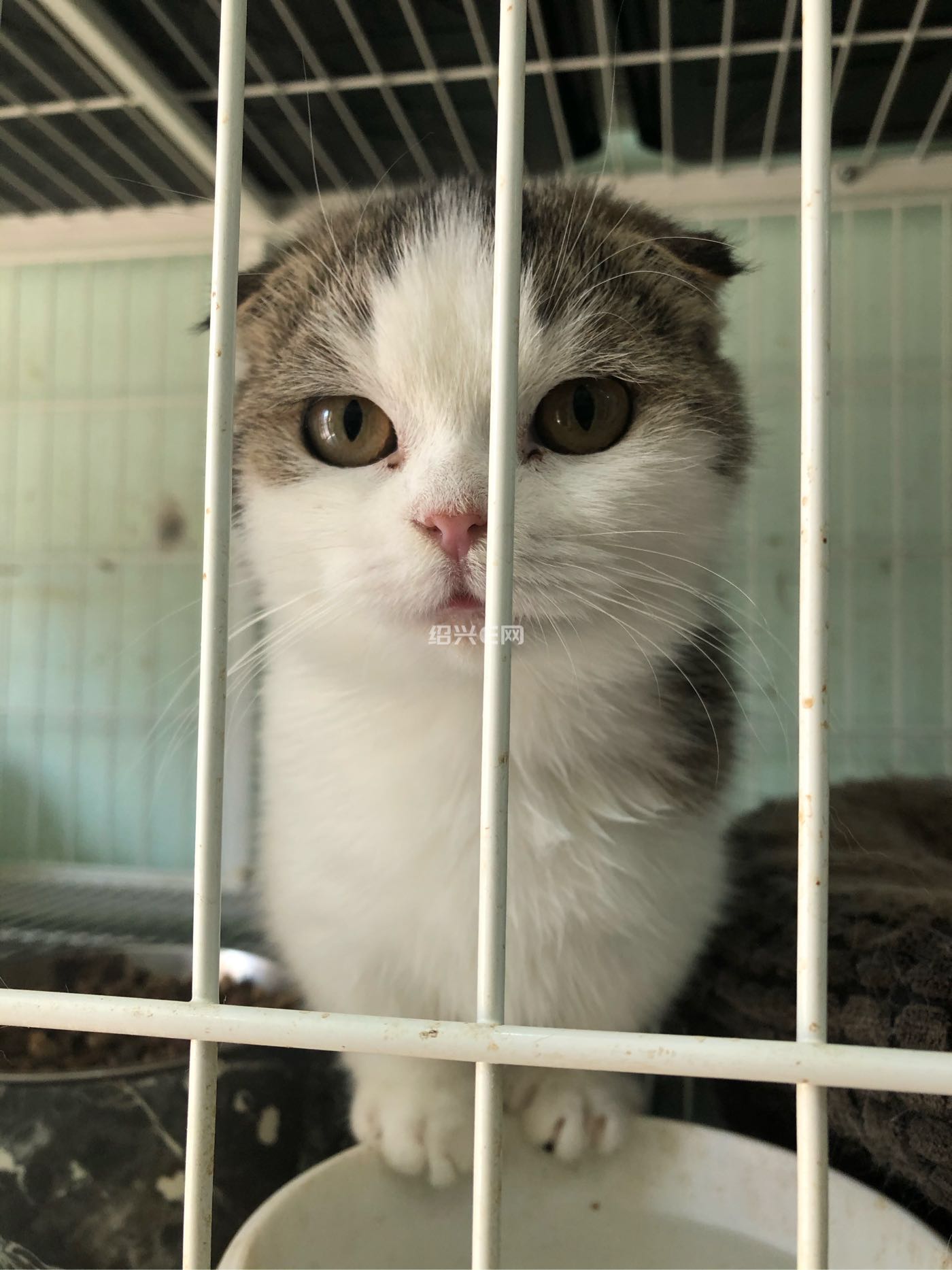 英短虎斑纹三花枫叶开脸矮脚妹妹找新家